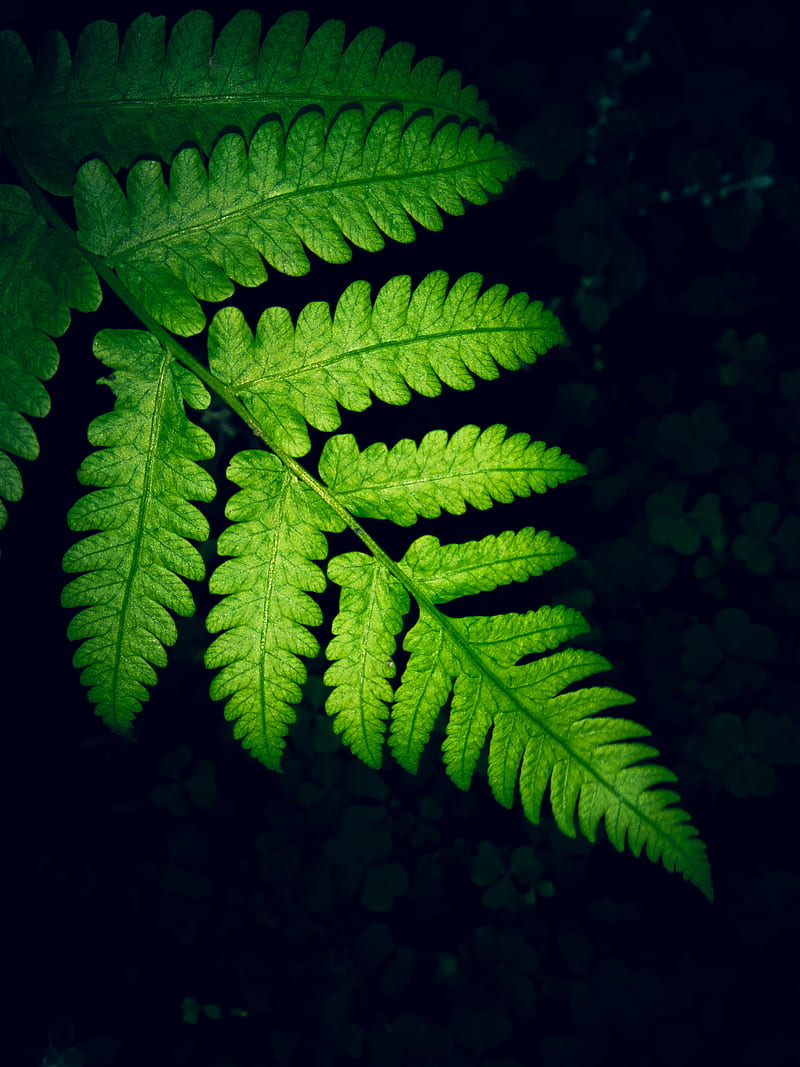 Close-up Of Green Fern Leaf, HD phone wallpaper