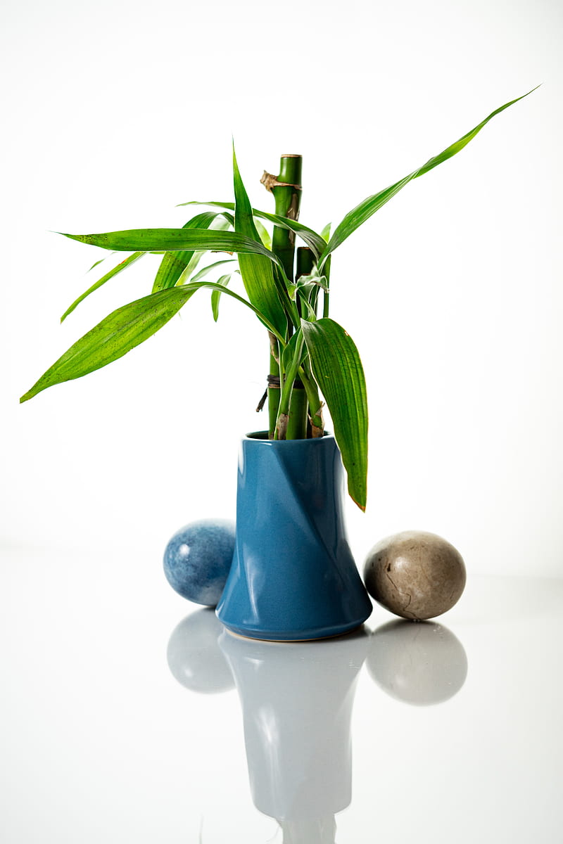Green Plant on Blue Ceramic Vase, HD phone wallpaper