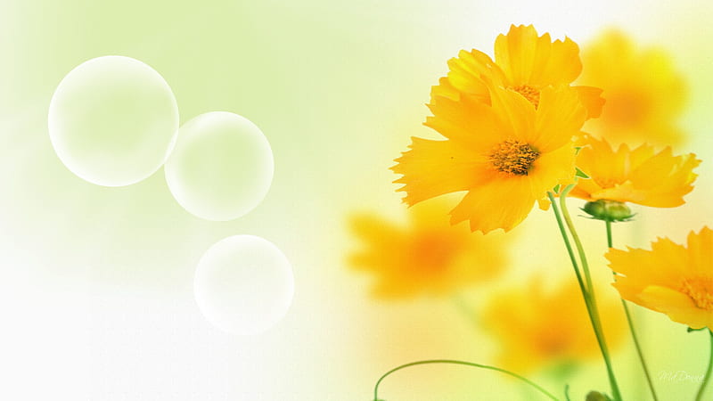 Sensual Spring, person, bubbles, flowers, yellow, spring, sunshine, HD wallpaper