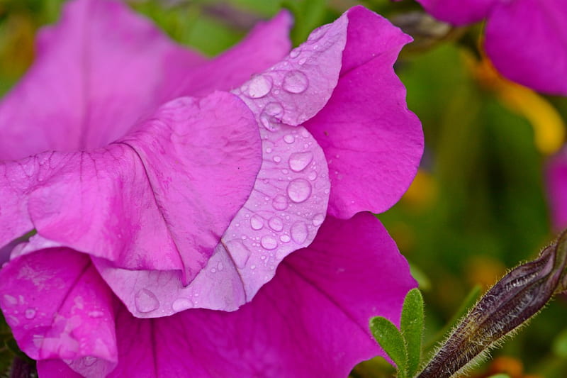 Purple Rain, raindrop, macro flower, petunia, color purple, summer rain, HD wallpaper