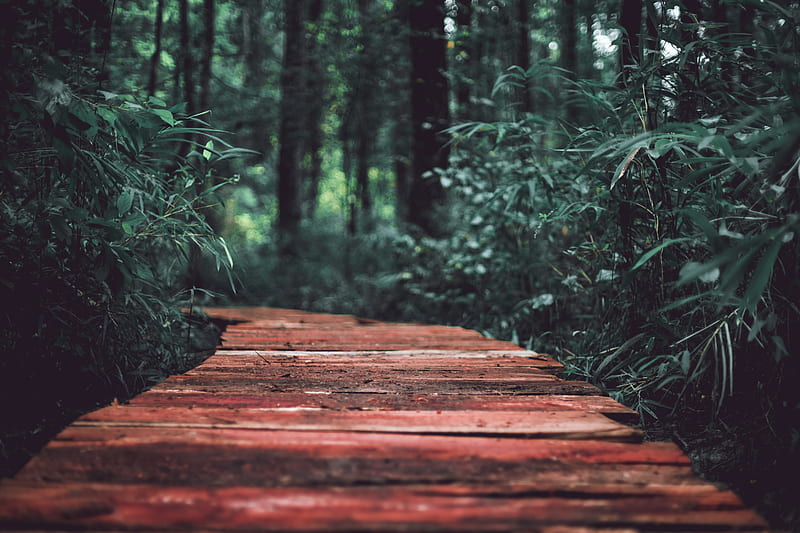 brown wooden path in the middle of green plants, HD wallpaper