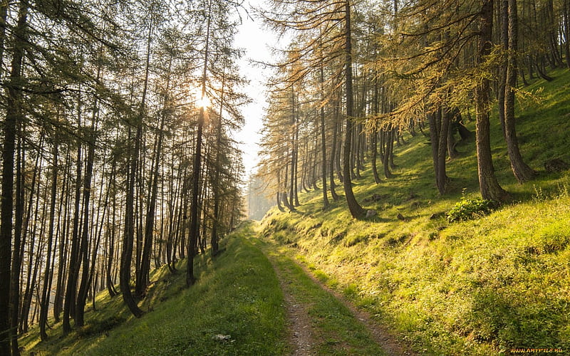 Forest Road, forest, path, nature, road, trees, HD wallpaper | Peakpx