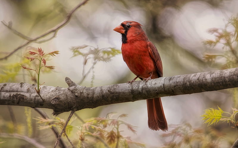 Northern Cardinal wildlife, bokeh, red bird, Cardinalis cardinalis, HD wallpaper