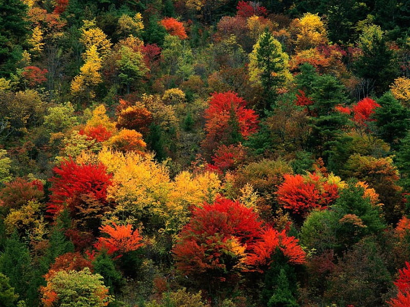 Colourful Forest, fall, forest, autumn colours, HD wallpaper | Peakpx