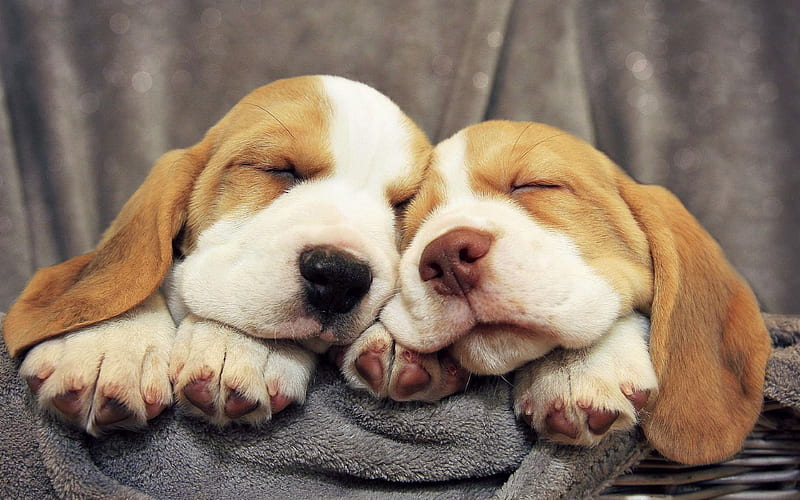 Pocket Beagle sleeping dogs, pets, cute animals, dogs, Pocket Beagle Dog, HD wallpaper