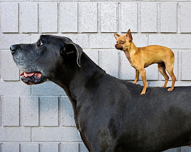 Who's the Boss, chihuahua, dane, black, tan, small, big, great, animals, dogs, HD wallpaper