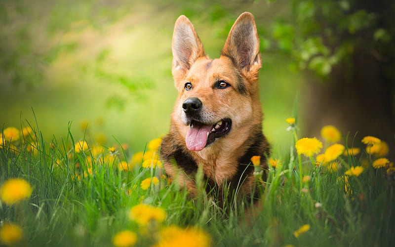 German Shepherd, forest, bokeh, cute animals, summer, dogs, yellow flowers, German Shepherd Dog, pets, HD wallpaper