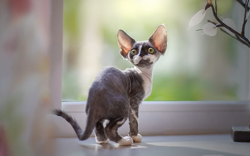 Devon Rex, small cat, green eyes, domestic white-gray cats, British breeds of cats, HD wallpaper