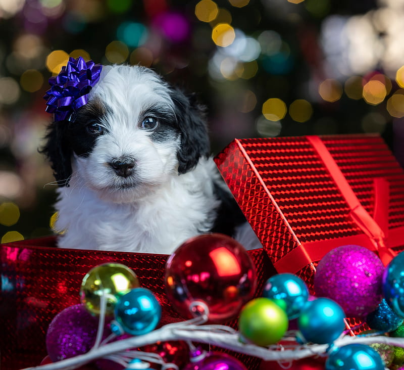 Christmas puppy, Box, Glare, Look, Balls, HD wallpaper