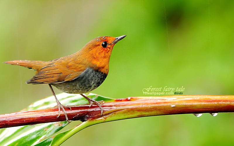 Japanese songs Robin-the branches birds, HD wallpaper
