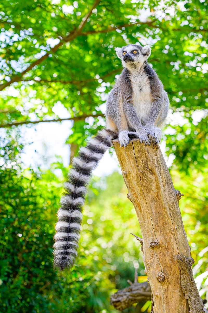 Lemur tree branches animal wildlife HD phone wallpaper  Peakpx