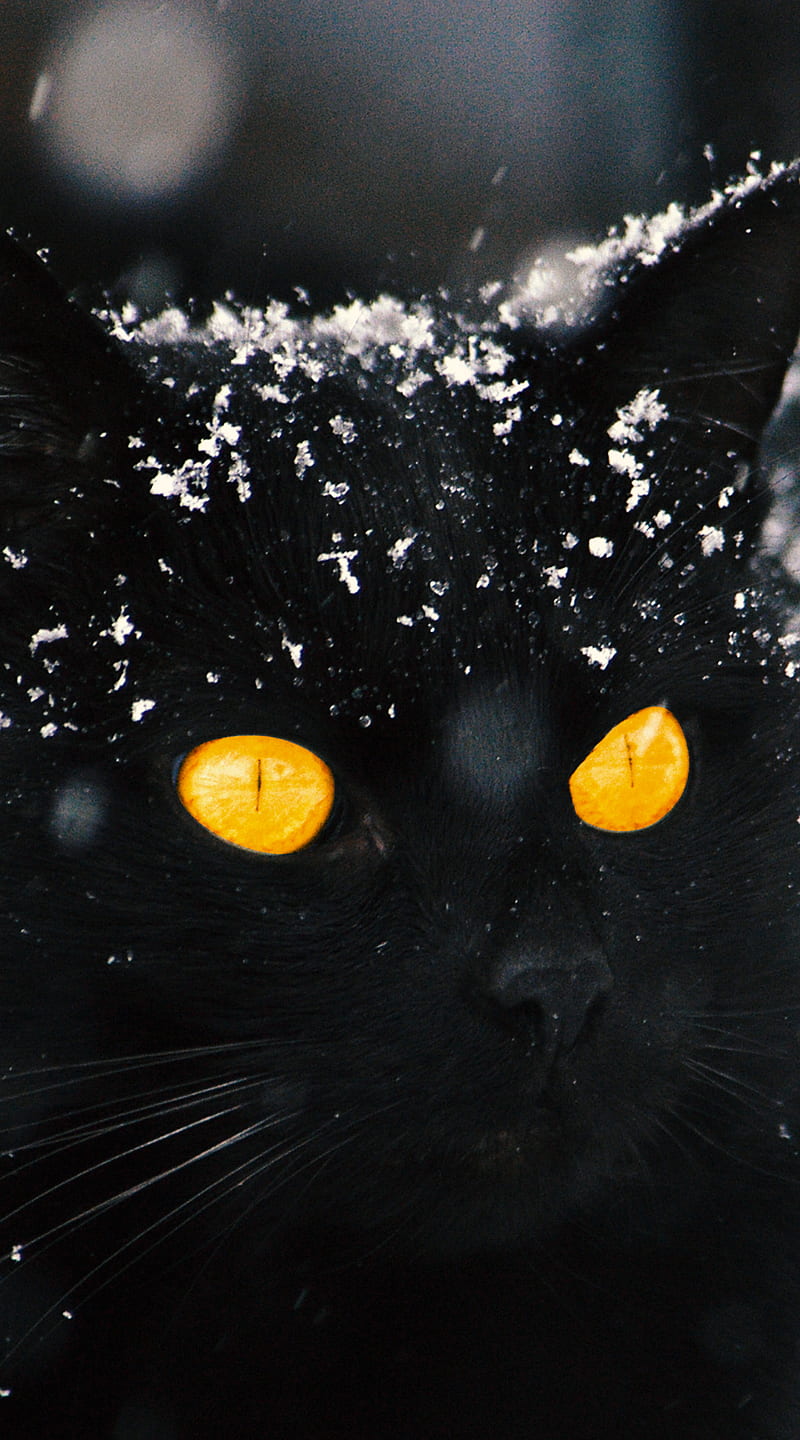 Smart Eyes, Tupac2x, awesome, black, black cat, cat, hunt eye, hunting, snow cat, tiger, xoxo, HD phone wallpaper