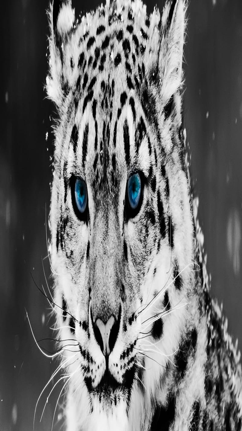 Tiger, background, blue, cute, eyes, forest, nice, snow, winter, HD ...