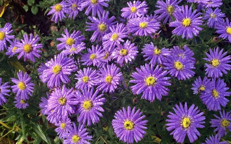 Asters, flowers, Latvia, purple, HD wallpaper