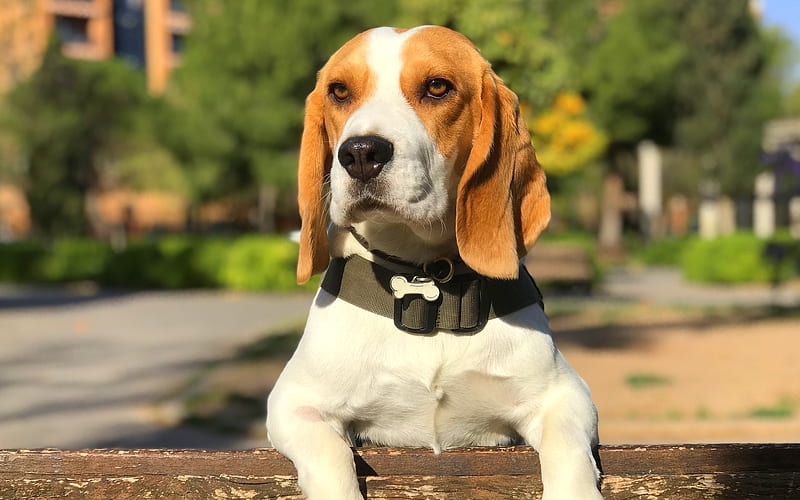 Beagle, cute dog, puppy, dogs, pets, Beagle Dog, park, HD wallpaper