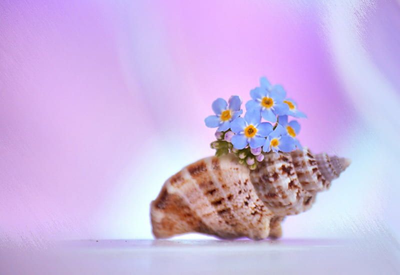 Always Remember..., sheel, Always, flowers, Remember, forget me not, HD wallpaper