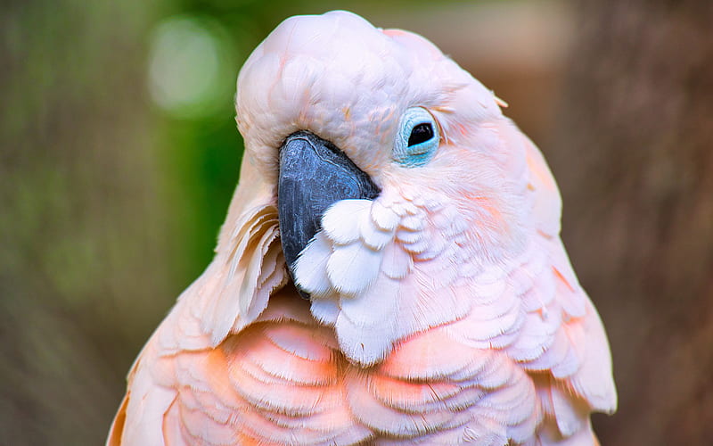 Galah, pink cockatoo, pink parrot, pink birds, parrots, cockatoo, Eolophus roseicapilla, Australia, HD wallpaper