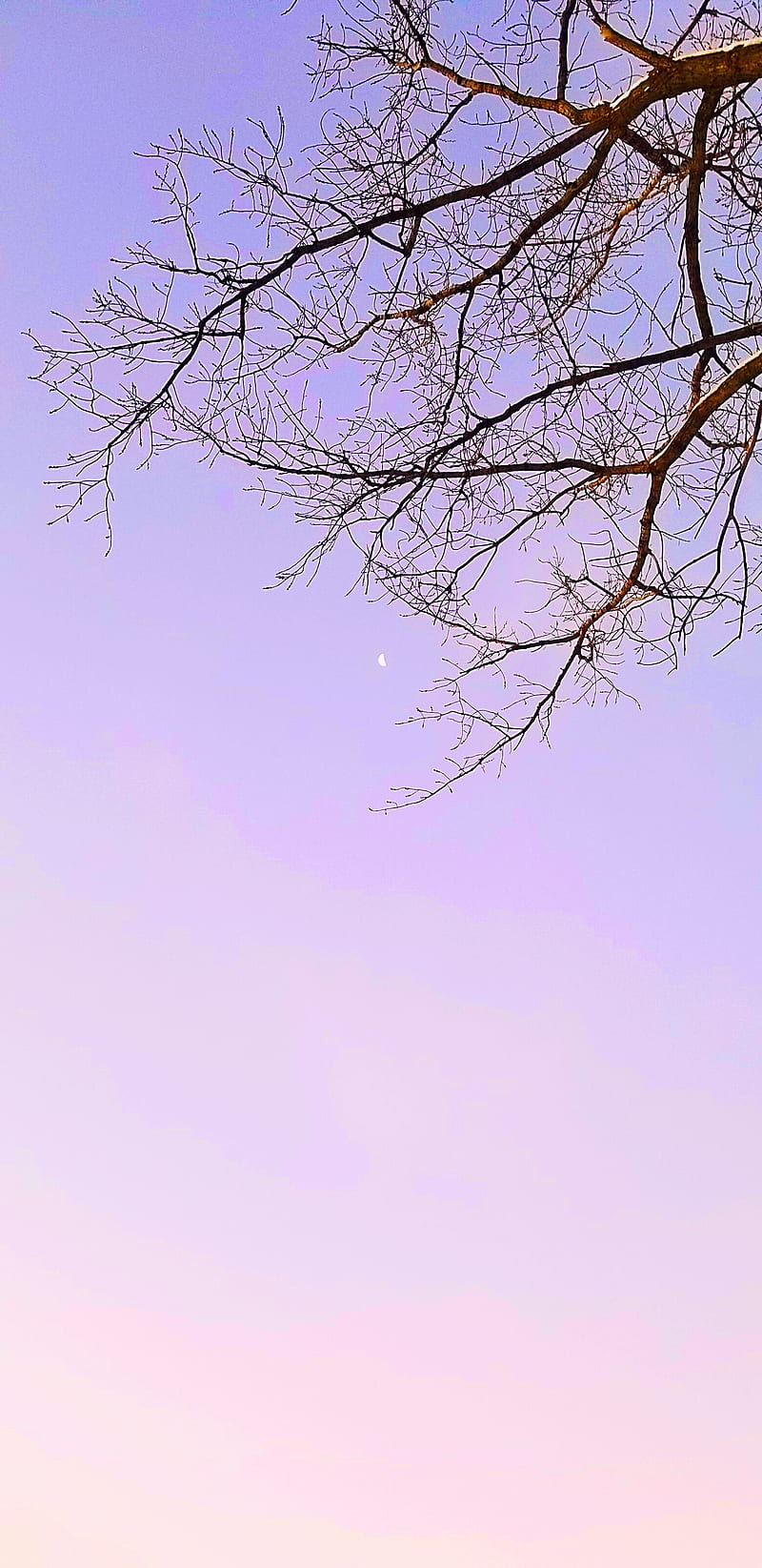 Aesthetic moon, branches, colorful, minimal, minimalism, pink, purple, sky,  tree, HD phone wallpaper | Peakpx