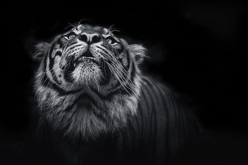 Tiger Monochrome , tiger, animals, monochrome, black-and-white, HD wallpaper