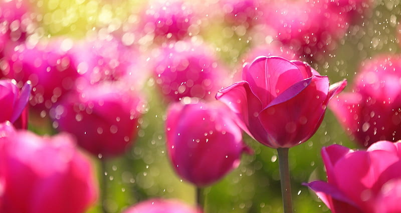 Spring tulips, pretty, spring, bonito, drops, flowers, garden, rain, tulips, pink, HD wallpaper