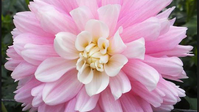 Closeup View Of Pink Dahlia Flower Flowers, HD wallpaper