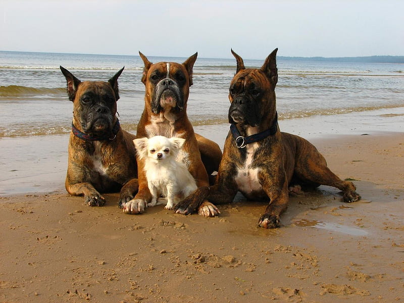 Dogs in beach, beach, puppy, dog, animal, sweet, HD wallpaper