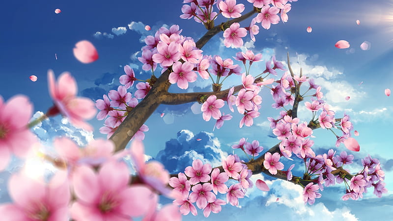 Cherry Tree, pretty, scenic, sakura blossom, bonito, floral, cherry blossom, sweet, blossom, nice, close up, beauty, scenery, pink, blue, sakura, cloud, lovely, closeup, sky, flower, petals, branches, scene, cherry, HD wallpaper