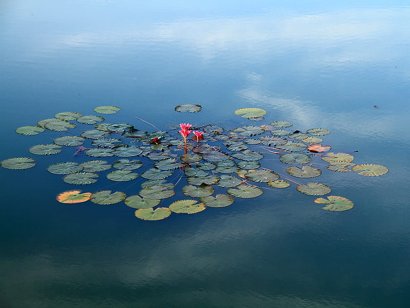 Lotus Pond, bloom, still, leaf, leaves, water, lily pads, flower, lily, pink, HD wallpaper