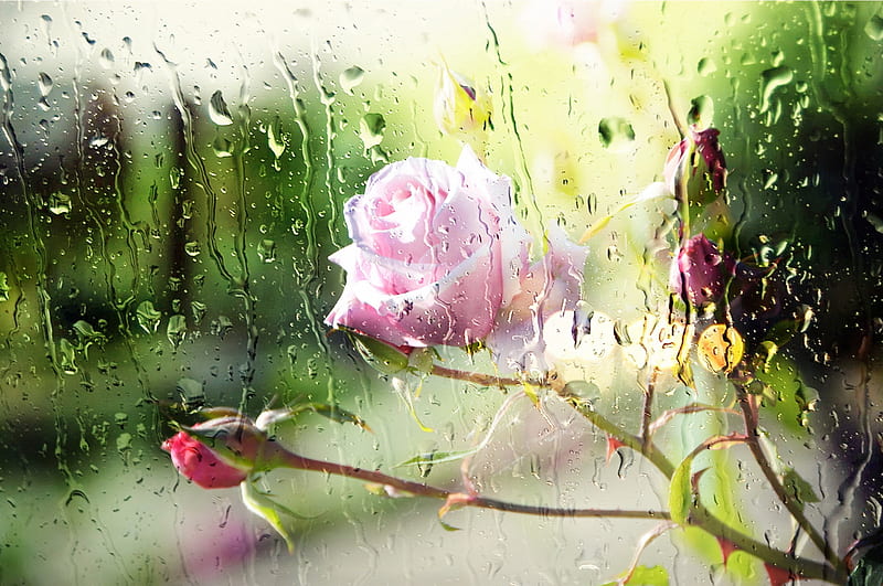 :-), glass, window, green, rose, flower, rain, pink, trandafir, HD wallpaper