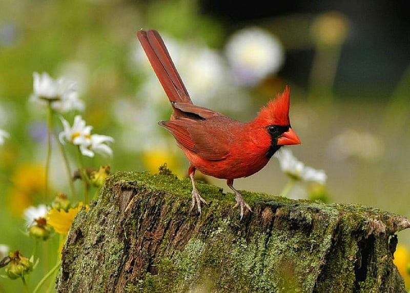Cardinal., red, bird, flower, nature, stump, cardinal, HD wallpaper