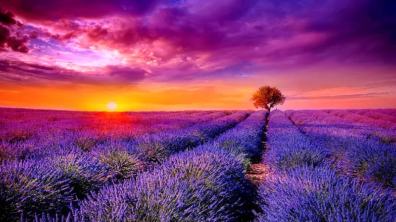 Lavender field at sunset, colorful, amazing, glow, lovely, bonito, sunset, lavender, sky, clouds, rays, field, landscape, HD wallpaper