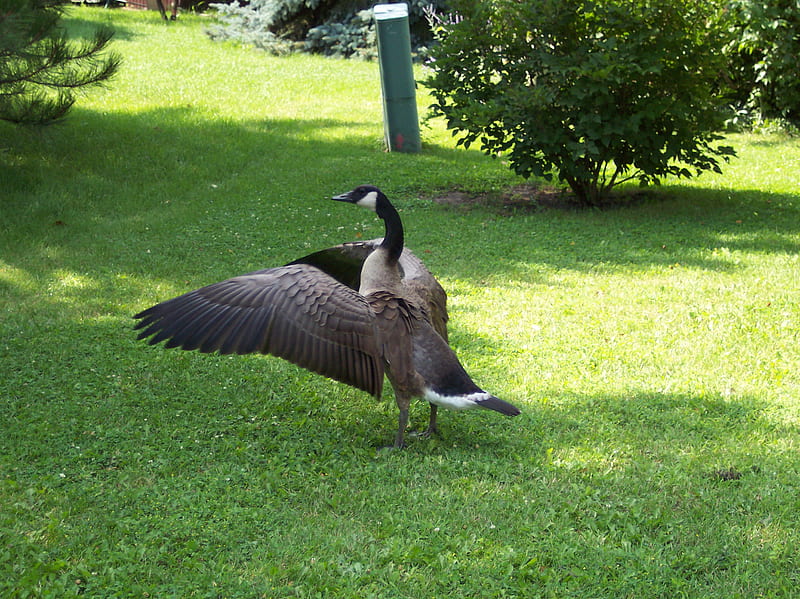 Canadian Goose, taking flight, goose, bird, HD wallpaper