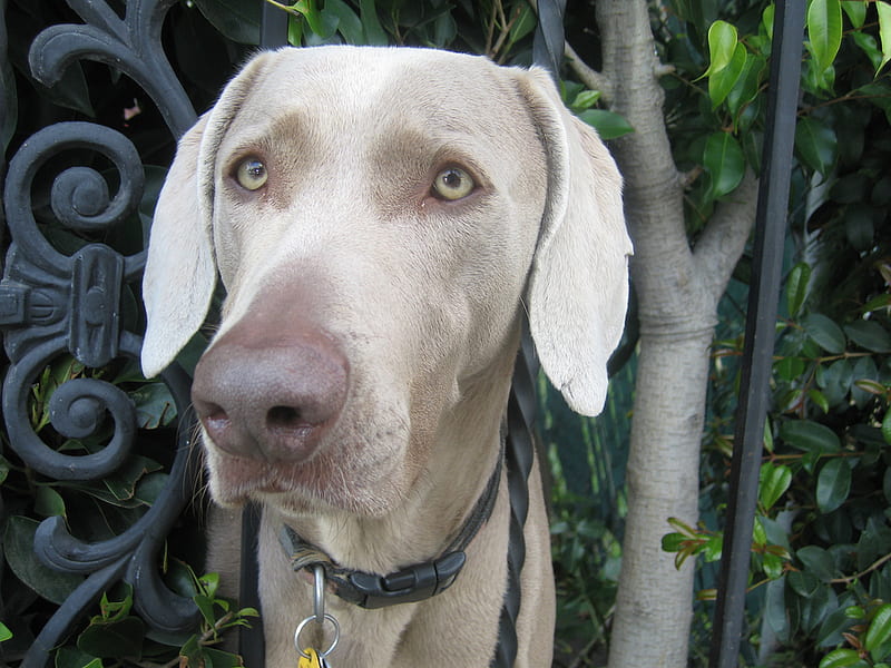 My Name Is Caramel What Is Yours?, friendly greeting, weimaraner, caramel, animals, dogs, HD wallpaper