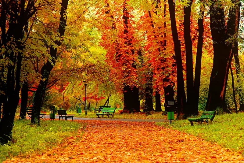 Autumn park, rest, colorful, fall, autumn, bench, bonito, park, foliage ...