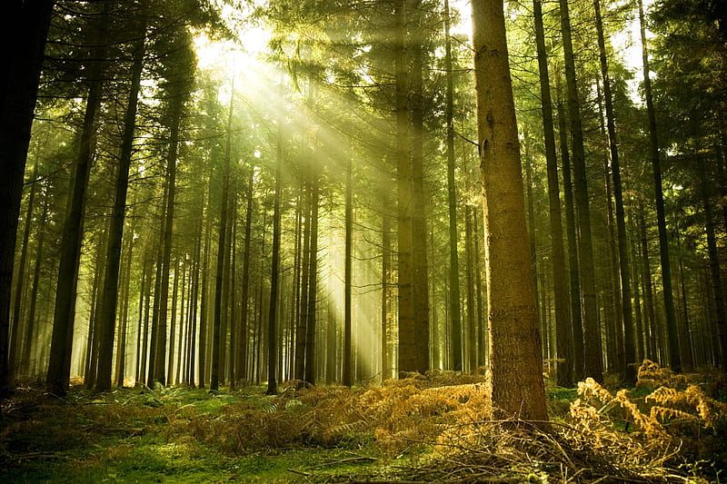 rays of light, forest, sun, sunlight, woods, beauty, nature, trees, ray, HD wallpaper