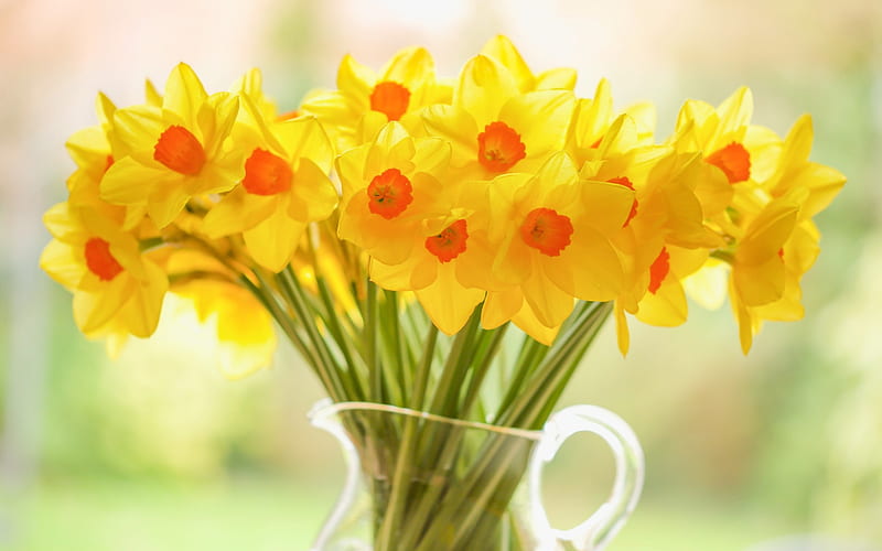 Daffodils, yellow flowers, spring, yellow spring bouquet, beautiful flowers, HD wallpaper