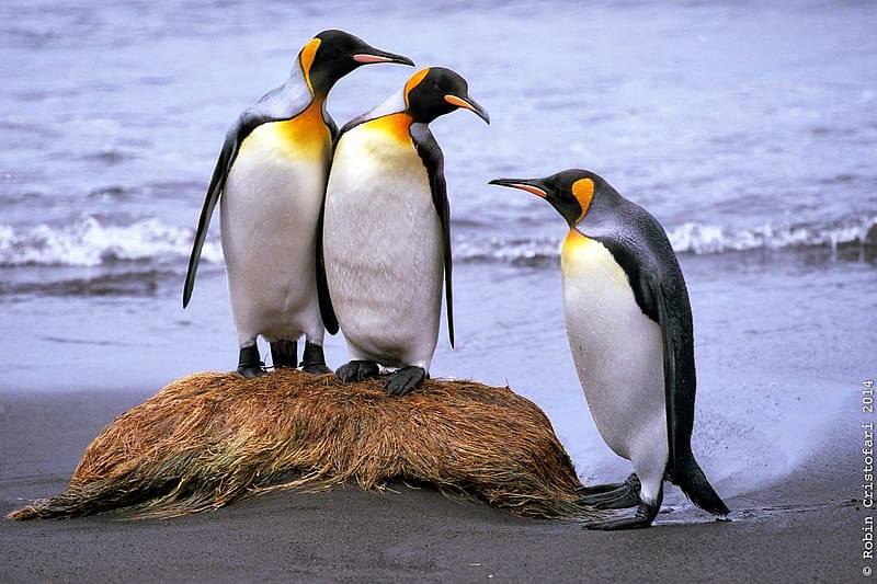 King Penguin, animal, penguin, bird, king, HD wallpaper