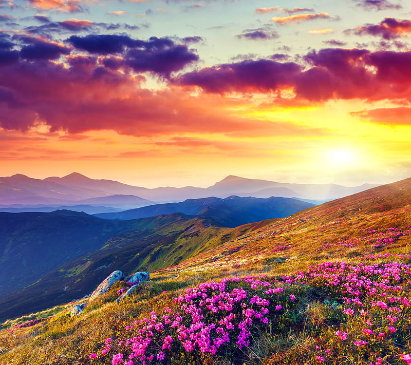 Sunset Field, beautiful sunset, colorful backg, mountains, rhododendron field, HD wallpaper
