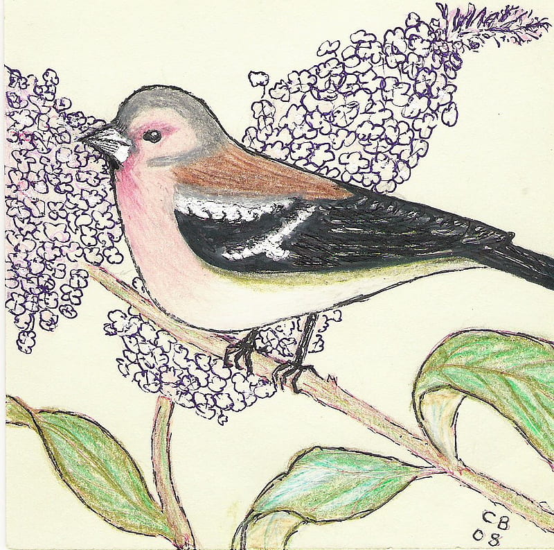 Chaffinch in the buddiela bush., bird, green, drawing, summer, flowers, HD wallpaper