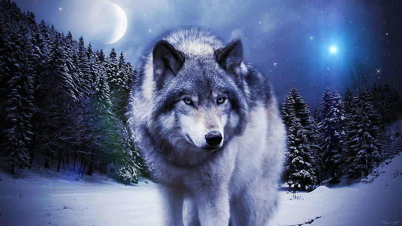 Timber Wolf, star, night, winter, moon, snow, artwork, HD wallpaper ...