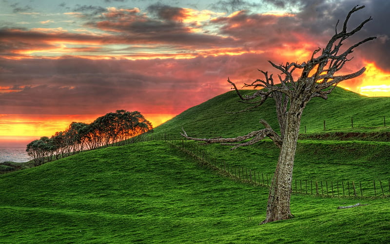 wonderful grassy hill by the sea at sunset r, tree, grass, r, sunset, clouds, hill, sea, HD wallpaper