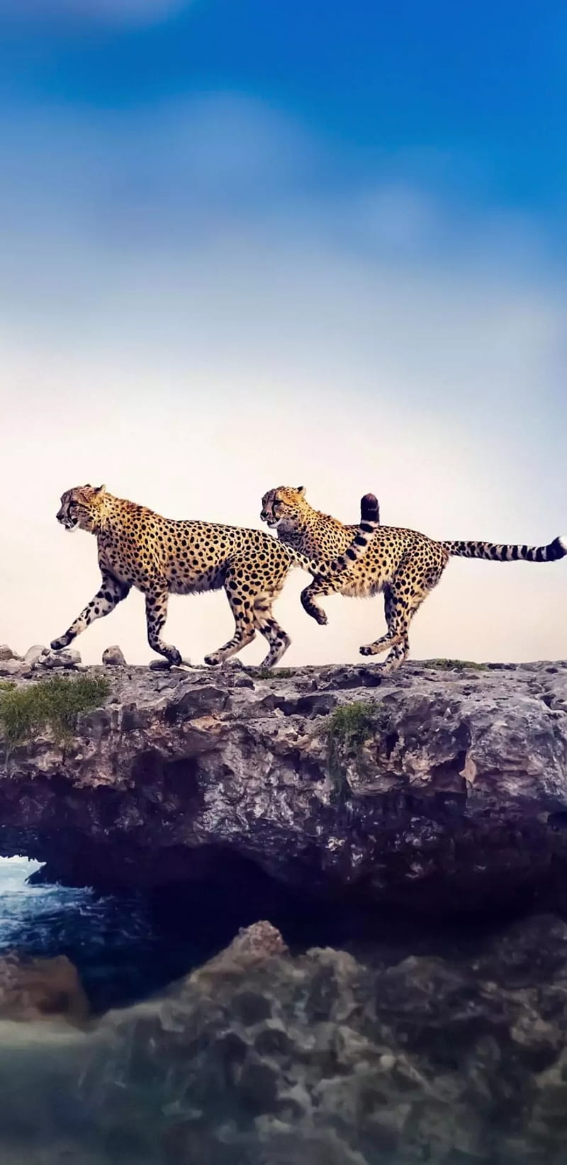 Cheetah animal iphone nature samsung HD phone wallpaper  Peakpx