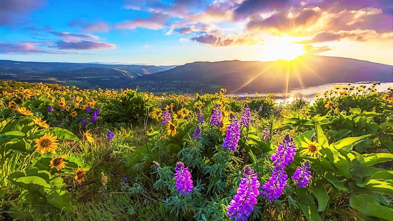 LUPINE FLOWER FIELDS, sunset, sky, splendor, purple, mountains, wild, nature, landscape, meadow, HD wallpaper