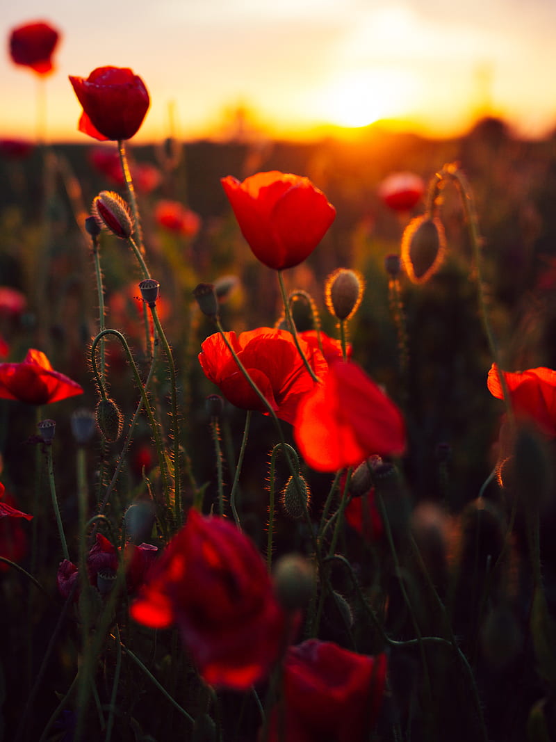 poppies, red, flowers, field, sunset, HD phone wallpaper