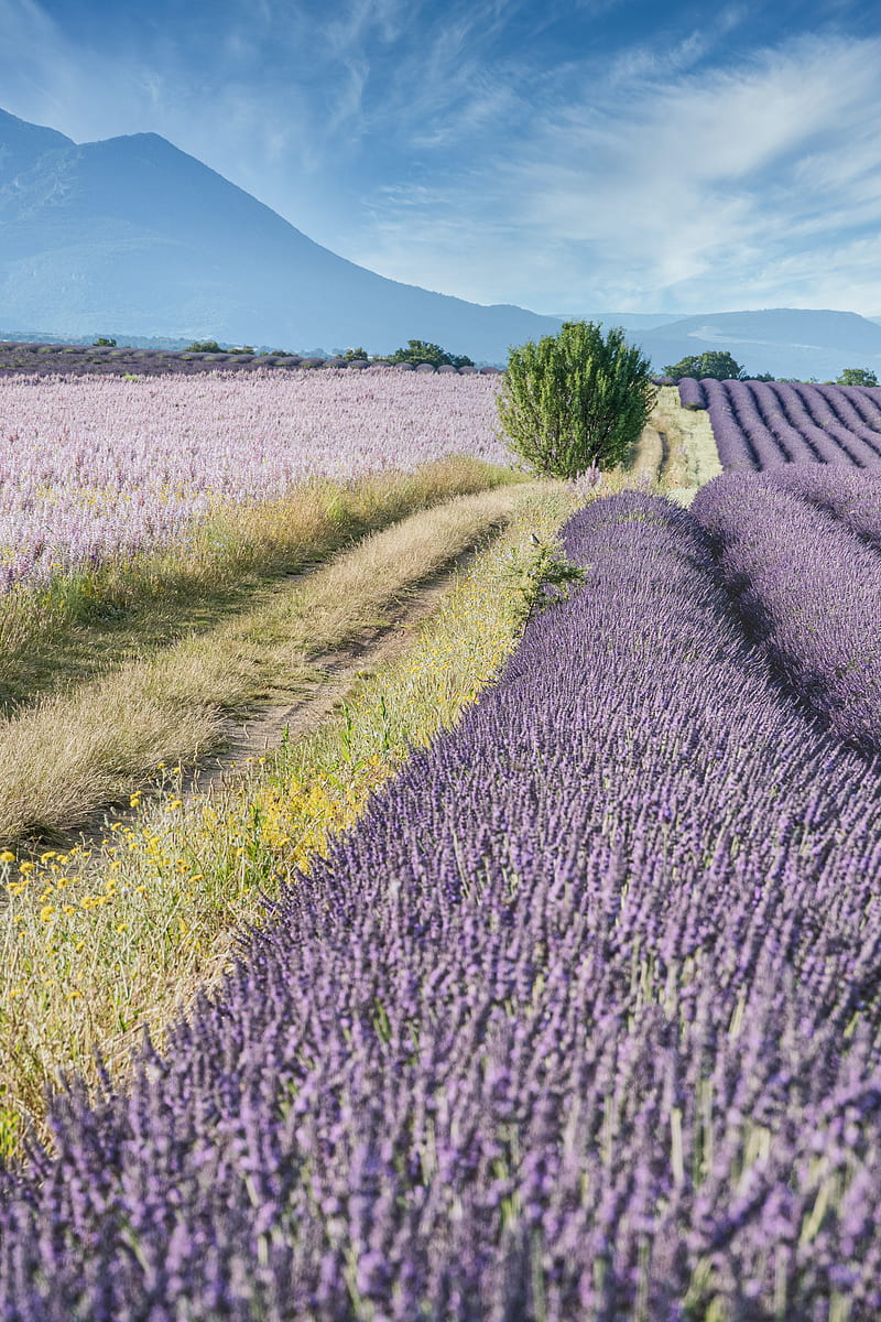 field, lavender, bushes, slope, distance, HD phone wallpaper