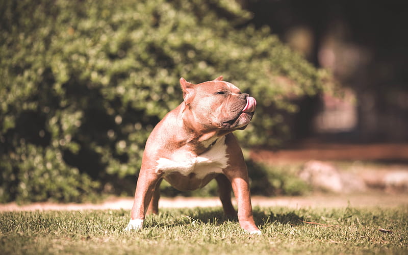 American Bully pets, scary dog, dogs, American Bully Dog, HD wallpaper