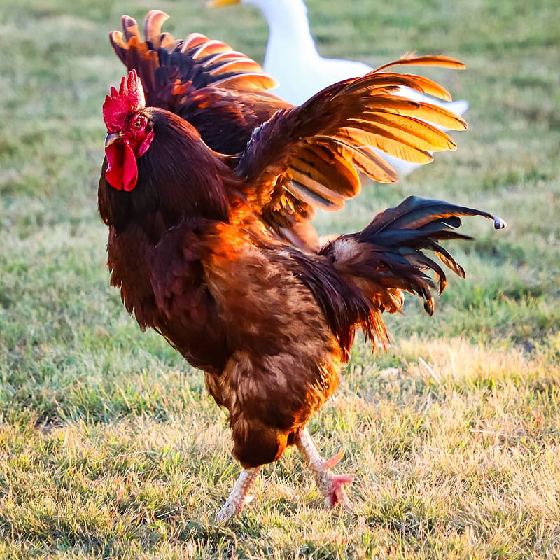 C**k of the Walk, chicken, morning, rooster, roosters, wings flapping, HD phone wallpaper