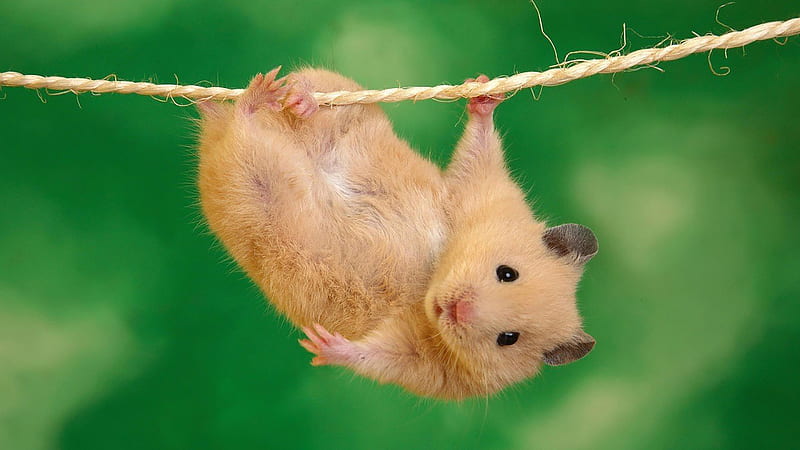 Little Brown Rat Is Hanging From Hemp Rope In Green Background Animals, HD wallpaper