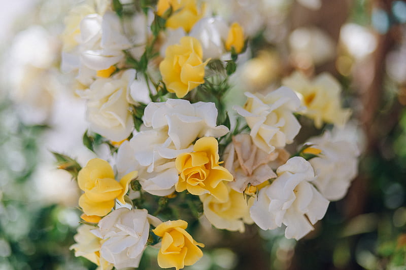 White and Yellow Flowers in Tilt Shift Lens, HD wallpaper