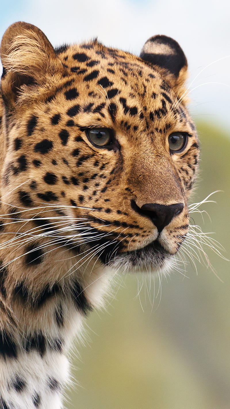 Closeup of Cheetah , tiger, animal, wild, nature, wildlife, HD phone wallpaper